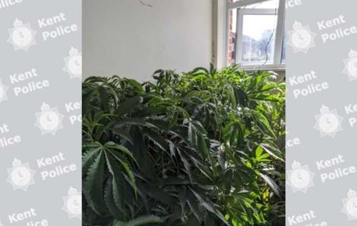 Two Arrested After Cannabis Found Growing In Ashford
