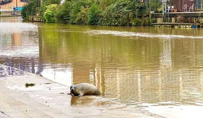 Seal Appears In Central Maidstone