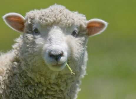 Livestock Owners Warning Following Sheep Deaths Near Sevenoaks