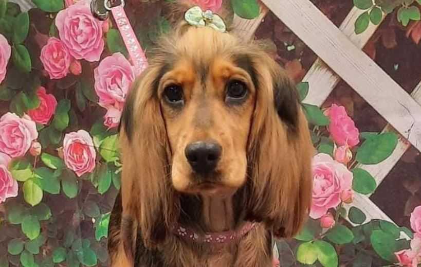 Appeal To Locate Missing Sable Cocker Spaniel From Canterbury