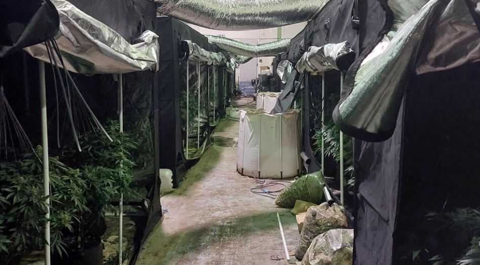 Large Cannabis Farm Discovered In Dover