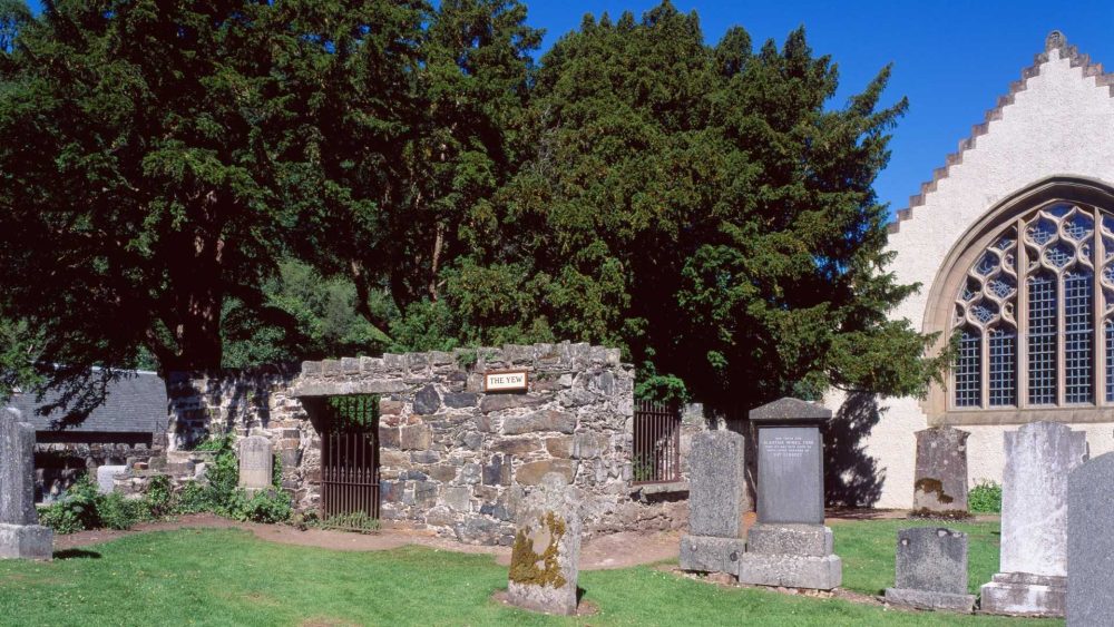 Picturesque Scots village just hours from Glasgow home to tree that could be ‘oldest living thing on Earth’