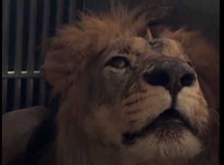 Lions Rescued From Ukraine Arrive In Kent