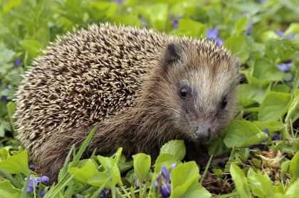 Thorne Hedgehog Rescue Makes Plea For Vet & Volunteer Assistance