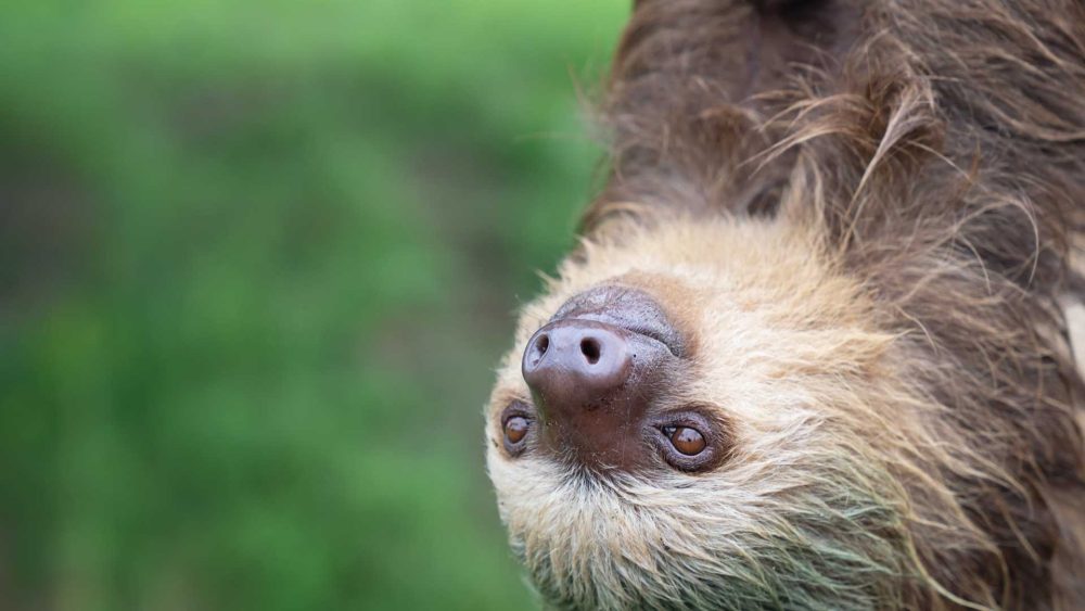 Brain-swelling ‘sloth’ fever could be caught via SEX as cases detected in Europe for first time